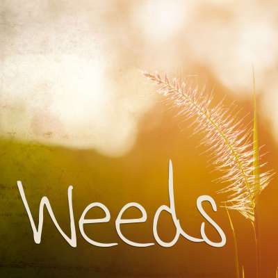 Weeds