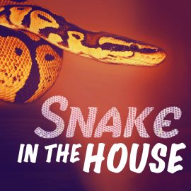Snake In The House