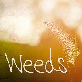 Weeds